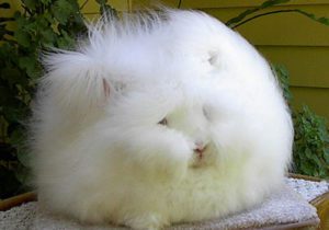 fluffy-bunny