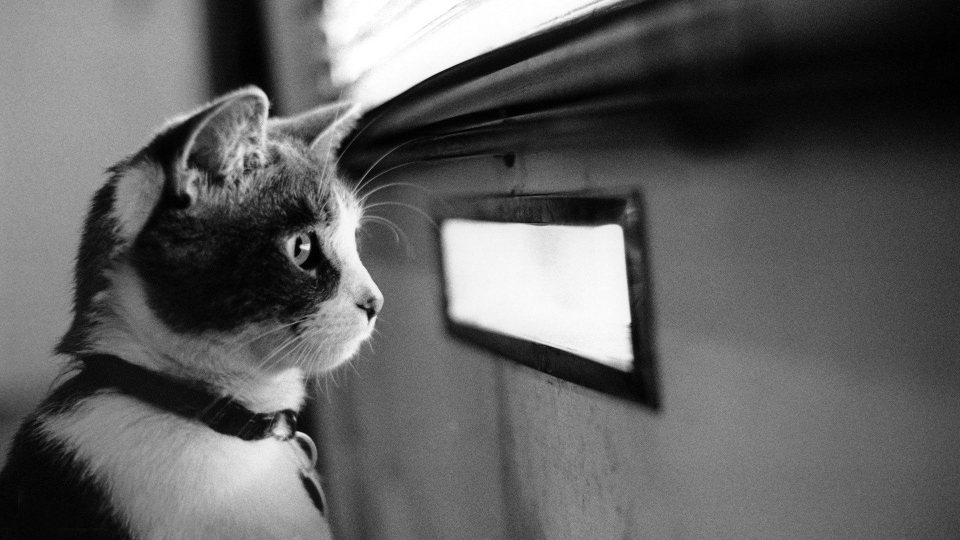 Waiting For Mail >> Cat Waiting For The Mail 9924 Catholic Sistas Waiting For Mail >> Cat Waiting For The Mail 9924 Catholic Sistas