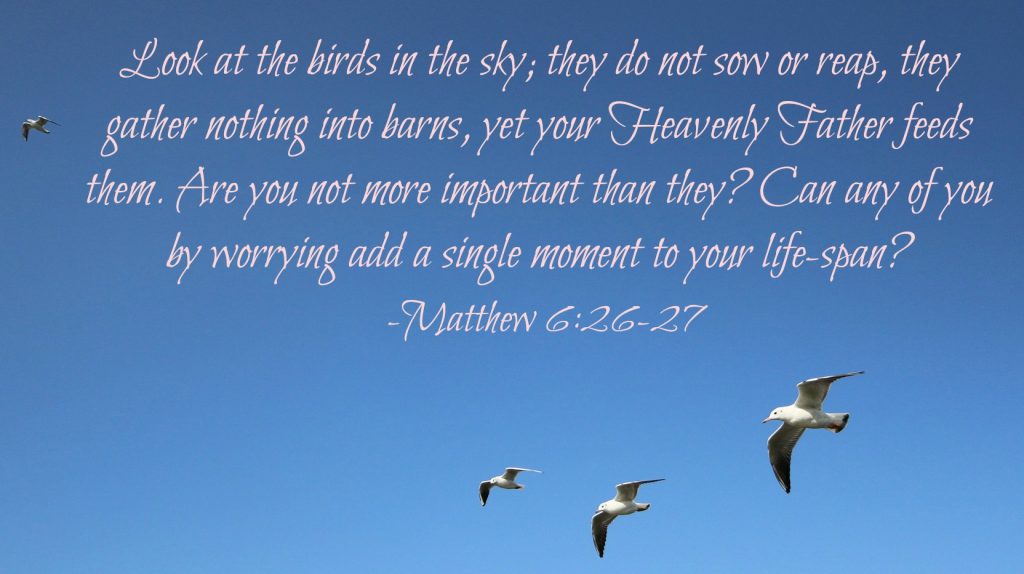 scripture birds