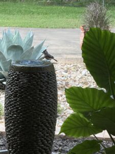 Black-crested Titmouse perched on dark woven fountain with agave and elephant ear, Georgetown Texas