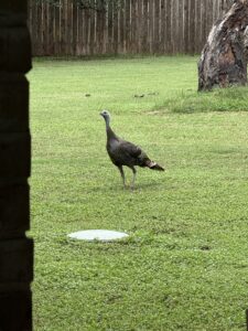 wild turkey standing in backyard, unbothered, Georgetown Texas