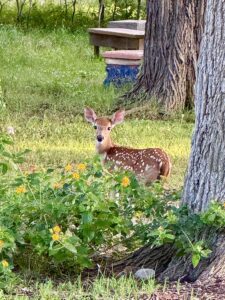 spotted fawn resting in lantana beside birdbath on our Texas property